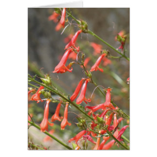 Onbekende bloemen, Kings Canyon/Sequoia