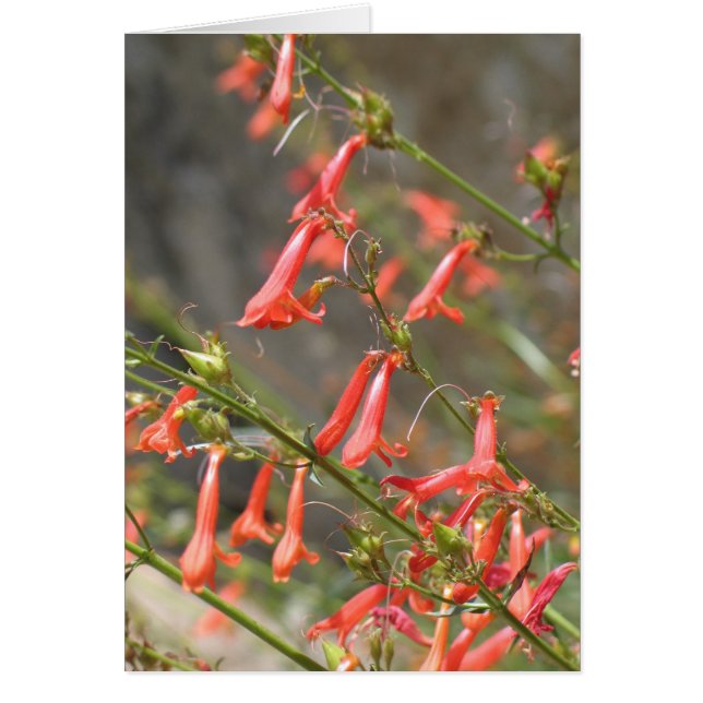 Onbekende bloemen, Kings Canyon/Sequoia (Voorkant)