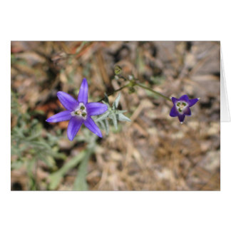 Onbekende bloemen, Nationaal Park Yosemite