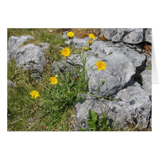Onbekende bloemen, The Burren, Ierland (Voorkant Horizontaal)