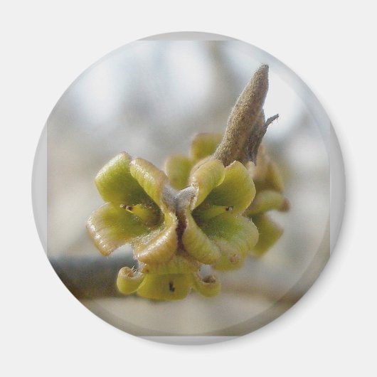 Onbekende structuurventilator - Springtime Magneet (Voorkant)