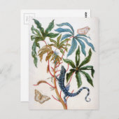 onbekende titel van Maria Sibylla Merian Briefkaart (Voorkant / Achterkant)