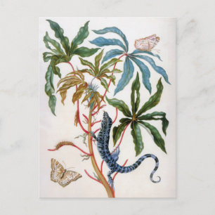 onbekende titel van Maria Sibylla Merian Briefkaart