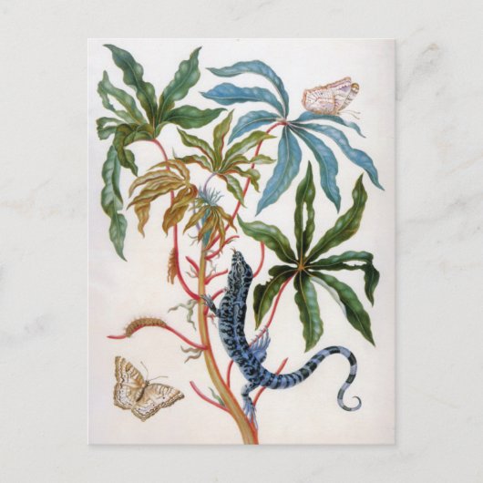 onbekende titel van Maria Sibylla Merian Briefkaart (Voorkant)