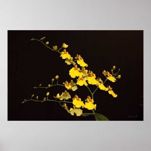 Onc Geel Orchid Art Poster - 60x40 - of kleiner (Voorkant)