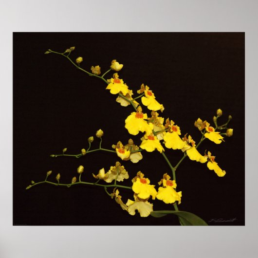 Onc Yellow Orchid Art Print -24x20 -of kleiner (Voorkant)