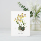 Oncidium Barkeri Briefkaart (Staand voorkant)