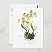 Oncidium Barkeri Briefkaart (Voorkant / Achterkant)