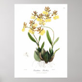 Oncidium Barkeri Poster (Voorkant)