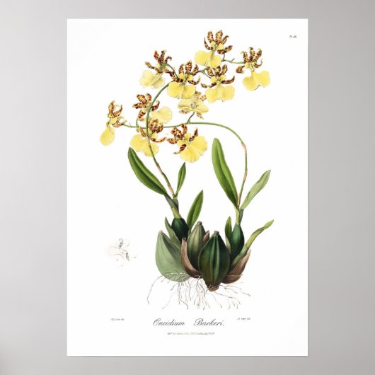 Oncidium Barkeri Poster (Voorkant)