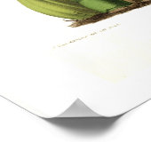 Oncidium barkerii poster (Hoek)