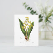 Oncidium cavendishianum briefkaart (Staand voorkant)