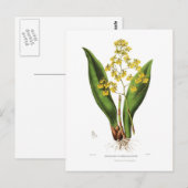 Oncidium cavendishianum briefkaart (Voorkant / Achterkant)