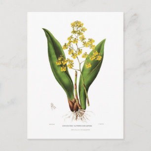 Oncidium cavendishianum briefkaart