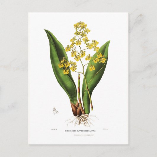 Oncidium cavendishianum briefkaart (Voorkant)