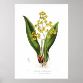Oncidium cavendishianum van Miss S A Drake. Poster (Voorkant)