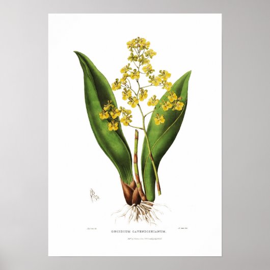 Oncidium cavendishianum van Miss S A Drake. Poster (Voorkant)