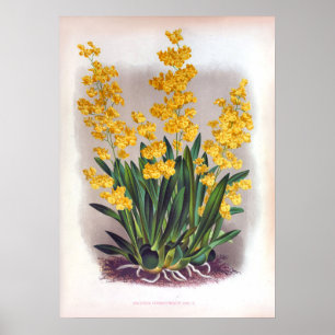  Oncidium Cheirophorum Golden Yellow Orchid Poster