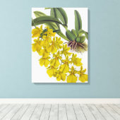 Oncidium concolor  Lindenia Orchids Canvas Afdruk (Insitu (Houten vloer))