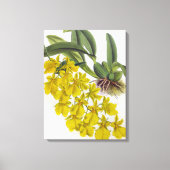 Oncidium concolor Lindenia Orchids Canvas Afdruk (Voorkant)