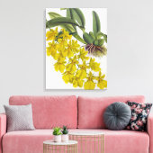 Oncidium concolor  Lindenia Orchids Canvas Afdruk (Insitu (Woonkamer))