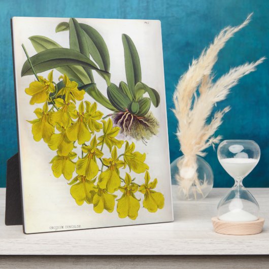 Oncidium concolor  Lindenia Orchids Fotoplaat (Zijkant)