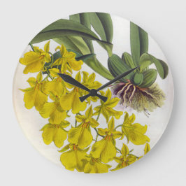 Oncidium concolor  Lindenia Orchids Grote Klok