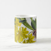 Oncidium concolor  Lindenia Orchids Koffiemok (Center)