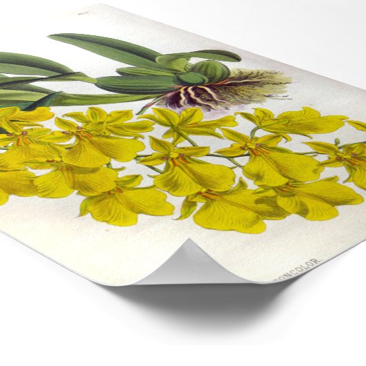 Oncidium concolor  Lindenia Orchids Poster (Hoek)