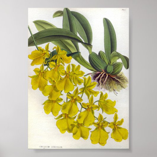 Oncidium concolor  Lindenia Orchids Poster (Voorkant)