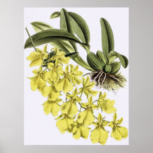  ONCIDIUM CONCOLOR Orchidee Flower Poster