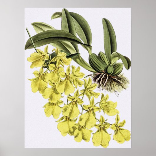  ONCIDIUM CONCOLOR Orchidee Flower Poster (Voorkant)