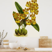  Oncidium Gardneri Orchidee Flower Poster (Keuken)