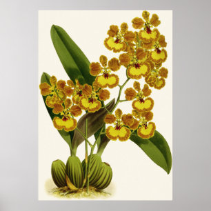  Oncidium Gardneri Orchidee Flower Poster