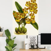  Oncidium Gardneri Orchidee Flower Poster (Thuiskantoor)