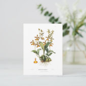 Oncidium insleayi briefkaart (Staand voorkant)