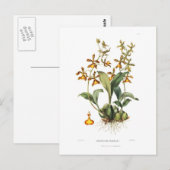 Oncidium insleayi briefkaart (Voorkant / Achterkant)