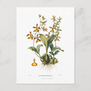 Oncidium insleayi briefkaart