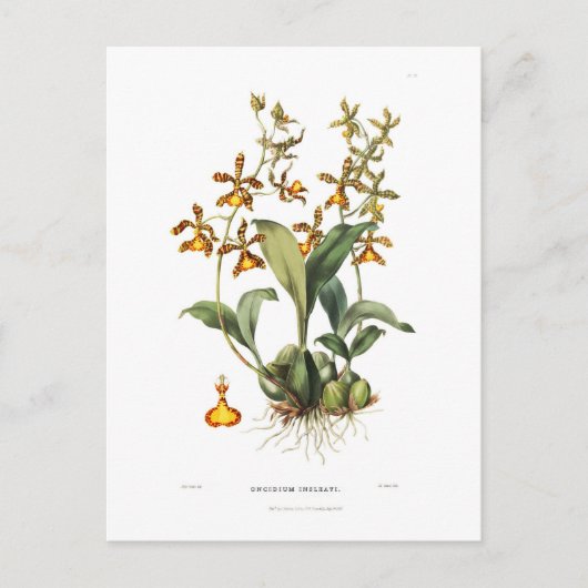 Oncidium insleayi briefkaart (Voorkant)