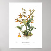 Oncidium insleayi by Miss Drake. Poster (Voorkant)