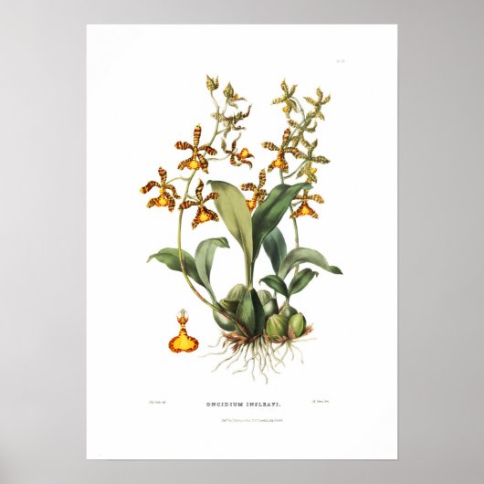 Oncidium insleayi by Miss Drake. Poster (Voorkant)