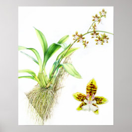 Oncidium Leucochilum fijnkunst orchidee aquarel Poster