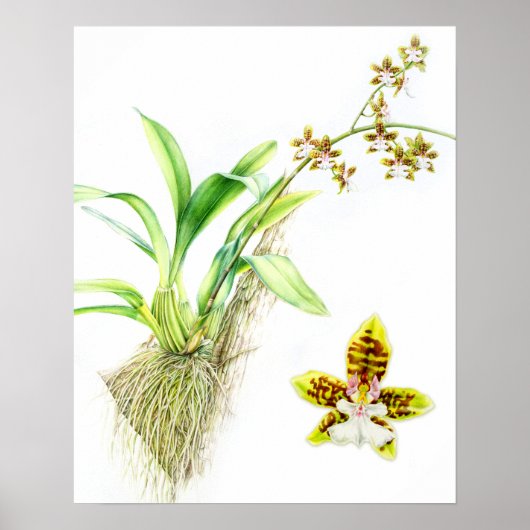Oncidium Leucochilum fijnkunst orchidee aquarel Poster (Voorkant)