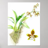 Oncidium Leucochilum fine art orchid waterverf Poster (Voorkant)