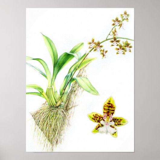 Oncidium Leucochilum fine art orchid waterverf Poster (Voorkant)