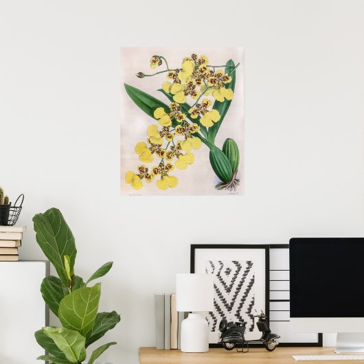  Oncidium Marshallianum Orchidee Flower Poster (Thuiskantoor)