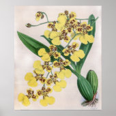  Oncidium Marshallianum Orchidee Flower Poster (Voorkant)
