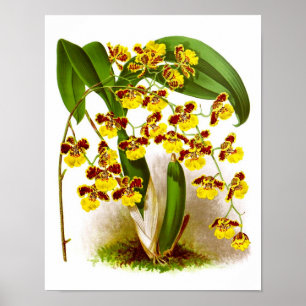 Oncidium Orchid yellow flower orchid print nr. 6