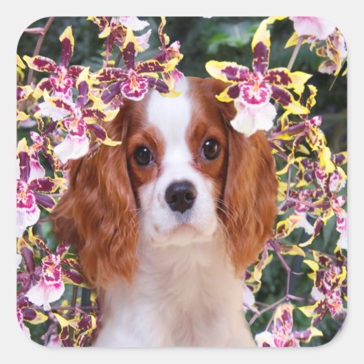 Oncidium Orchideeën Cavalier King Charles Stickers (Voorkant)