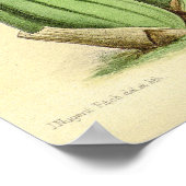 Oncidium Sessile Orchidee Flower Poster (Hoek)